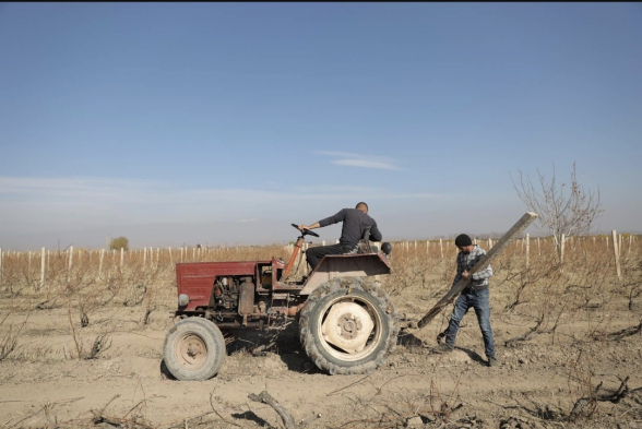 Արմավիրի մարզում քանդում են խաղողի այգիները (տեսանյութ)
